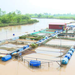 Bảo vệ an toàn nghề nuôi cá lồng trong mùa mưa bão